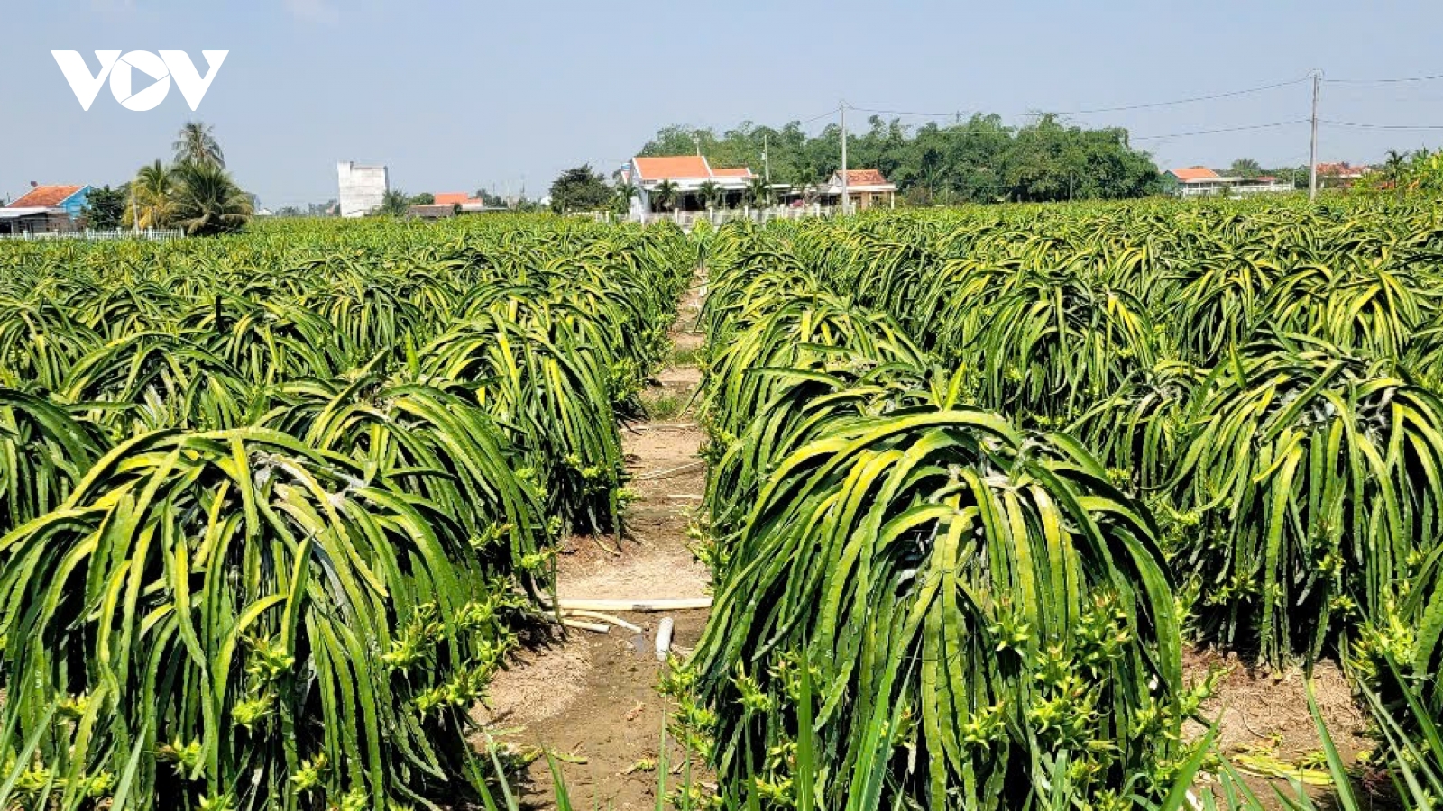 Đồng Tháp: Cận Tết trái thanh long khan hàng, sốt giá